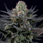 Caramba Female Cannabis Seeds By Paradise Seeds