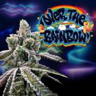 Over The Rainbow Regular Cannabis Seeds Perfect Tree