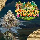 Picchu Feminized Seeds Perfect Tree 