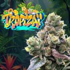 Tropizaï Regular Cannabis Seeds Perfect Tree