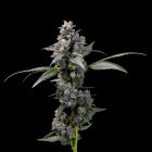 Pink Passion Fruit Feminized Cannabis Seeds by Cookies