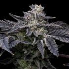 Pink Runtz x Hollywood Cannabis Seeds by Cookies 