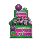 Cannabis Lollipops - Bubblegum x Purple Haze by Dr. Greenlove Amsterdam