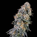 Rainbow Fuel Feminized Cannabis Seeds by Grounded Genetics