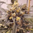 F-Cut-LRTK Regular Cannabis Seeds by Rare Dankness