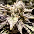 Lemon Ghost Train Feminized Cannabis Seeds by Rare Dankness