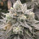 Muscadine Feminized Cannabis Seeds by Rare Dankness