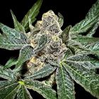 Sumptuouz Regular Cannabis Seeds by Rare Dankness