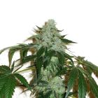 RoadDawg Regular Cannabis Seeds by Karma Squad