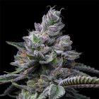 RS11 x Hollywood Feminized Cannabis Seeds by Cookies 