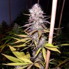 Lavender #1 Regular Cannabis Seeds Soma Seeds