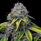 Sour Dubb x Hollywood Feminized Cannabis Seeds by Cookies
