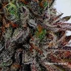 Strawberry Jealousy Feminized Cannabis Seeds by Holy Smoke Seeds
