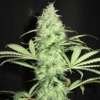 Sunday Gravy Regular Cannabis Seeds Ultra Genetics