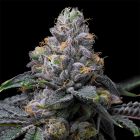 Sunset Sherb x Hollywood Feminized Cannabis Seeds by Cookies