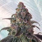 Full Zest Regular Cannabis Seeds by Symbiotic Genetics