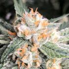 Candied Orange Feminized Cannabis Seeds by Symbiotic Genetics