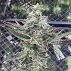 Ginger Mints Feminized Cannabis Seeds by Symbiotic Genetics