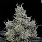 Grease Fire Feminized Cannabis Seeds by Symbiotic Genetics x Lokey Farms