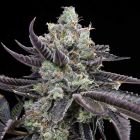 Tie Die Feminized Cannabis Seeds by Cookies