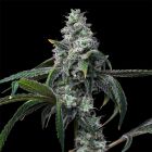 UK Cheese x Hollywood Feminized Cannabis Seeds by Cookies
