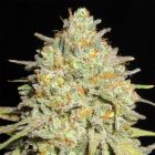 Sour Gob Stopper Feminized Cannabis Seeds Ultra Genetics