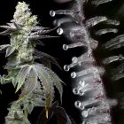 Wet Wet Feminized Cannabis Seeds by Cookies