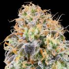 Zkunk Feminized Cannabis Seeds by Grounded Genetics