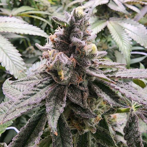 Mamoncillo Feminized Cannabis Seeds Always Be Flowering