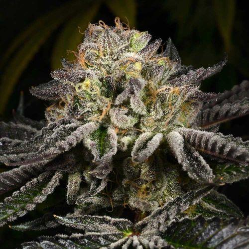 Purp Skurp Feminized Cannabis Seeds Archive Seed Bank