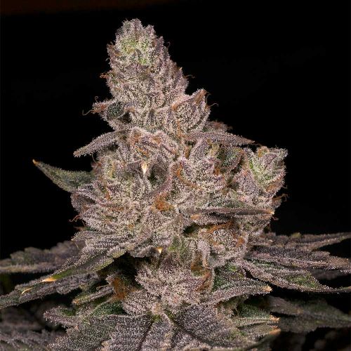 Slurricane Feminized Cannabis Seeds Archive Seedbank