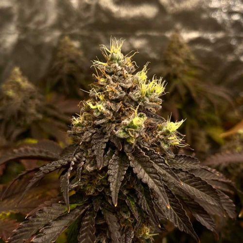 GRAPPLEZ Feminized Cannabis Seeds by Black Tuna Seeds