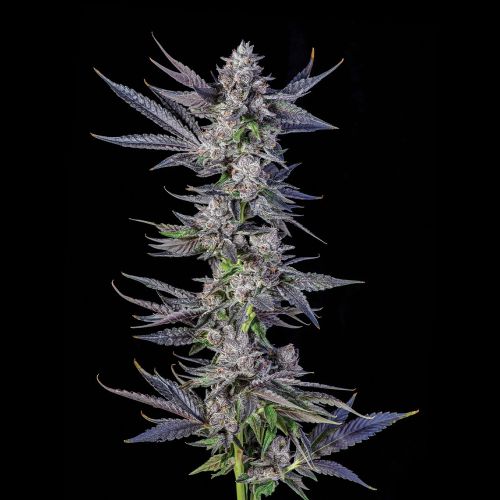 Runtz Carlton Compound Genetics Feminized Cannabis Seeds