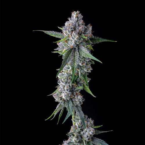 Trillianz Female Cannabis Seeds By Compound Genetics