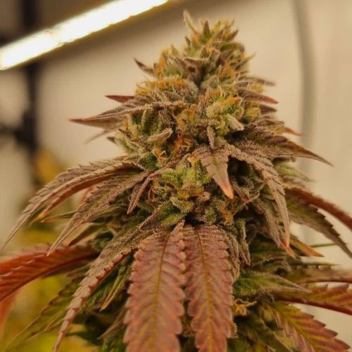 Chronic's Kush F2 Regular Cannabis Seeds Conscious Genetics