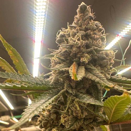 Pink Zheez Feminized Cannabis Seeds Conscious Genetics