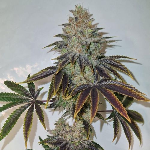 Chakra'z Regular Cannabis Seeds Conscious Genetics