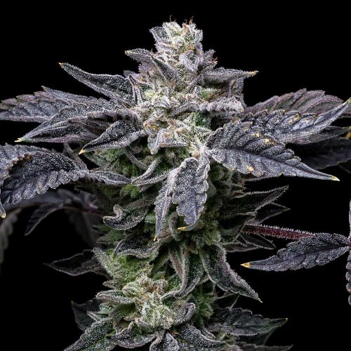 Pink Runtz x Hollywood Feminized Cannabis Seeds by Cookies 