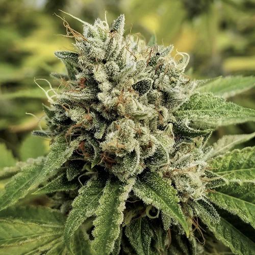 Camarosa Regular Cannabis Seeds by Crockett Family Farms