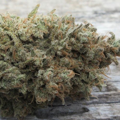 Darkside Cheese Feminized Cannabis Seeds Ultra Genetics