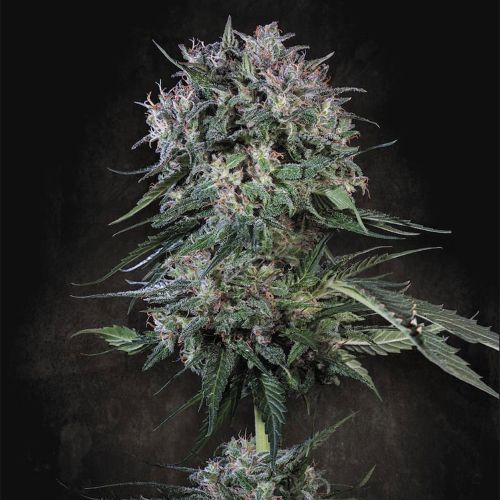 Doppler Feminized Cannabis Seeds Paradise Seeds