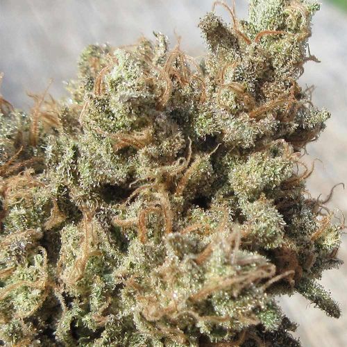 Darkside Cheese Feminized Cannabis Seeds Ultra Genetics