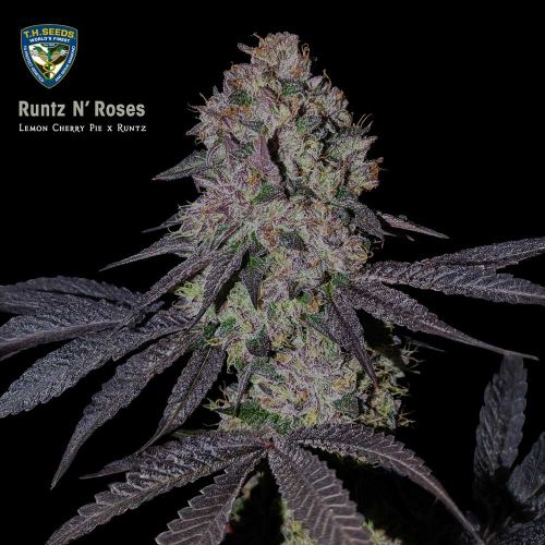 Runtz N' Roses Feminized Cannabis Seeds T.H.Seeds