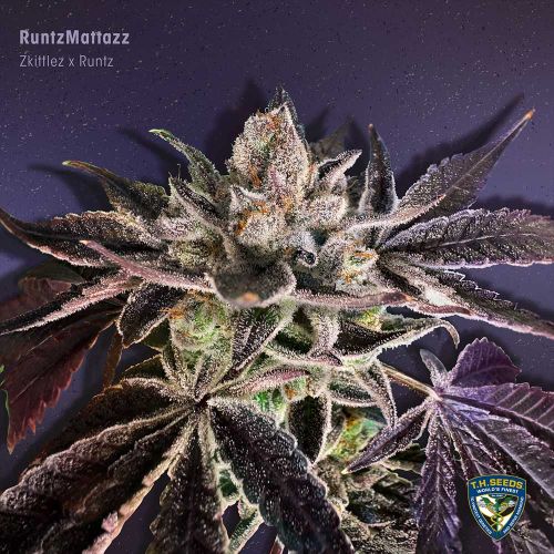 RuntzMattazz Feminized Cannabis Seeds  T.H.Seeds