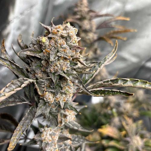 Gammathon Auto Cannabis Seeds by Dark Owl Seeds