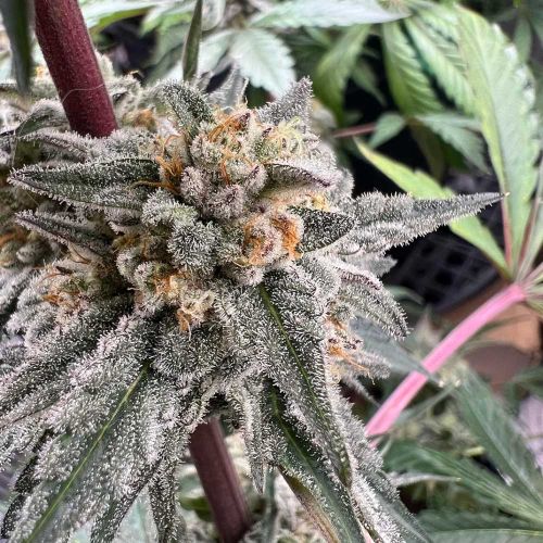 Gammathon Auto Cannabis Seeds by Dark Owl Seeds