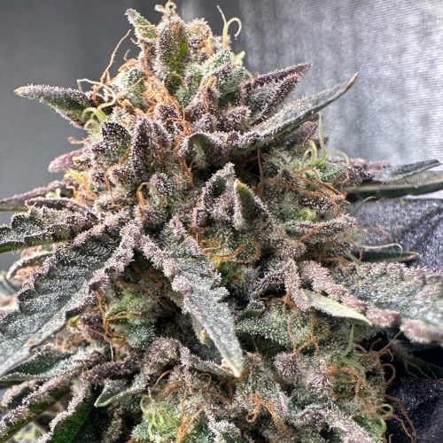 Pink Zheez Feminized Cannabis Seeds Conscious Genetics