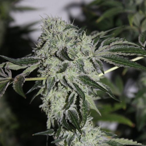 Tropical Sour Grounded Genetics Feminized Cannabis Seeds