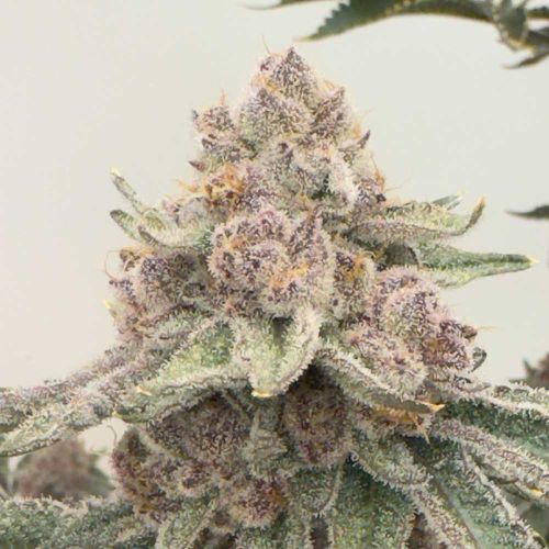 JellyCat Feminized Cannabis Seeds by Mosca Seeds