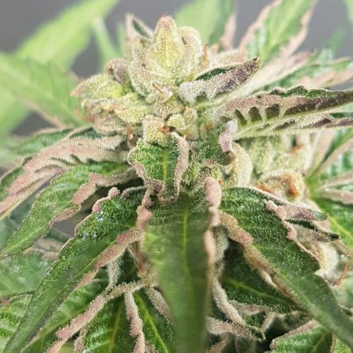 Double Funk LTD Regular Cannabis Seeds by Karma Genetics